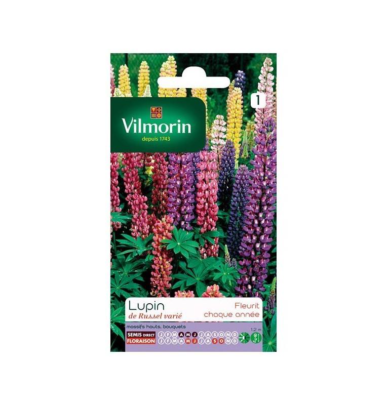 Fiche produit Lupin de russel varié