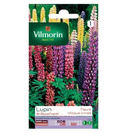 Fiche produit Lupin de russel varié