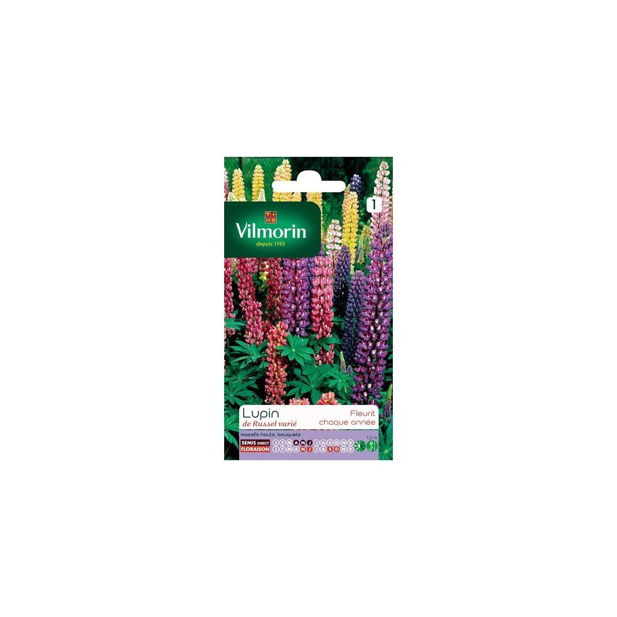 Product sheet Lupine Russel Varied