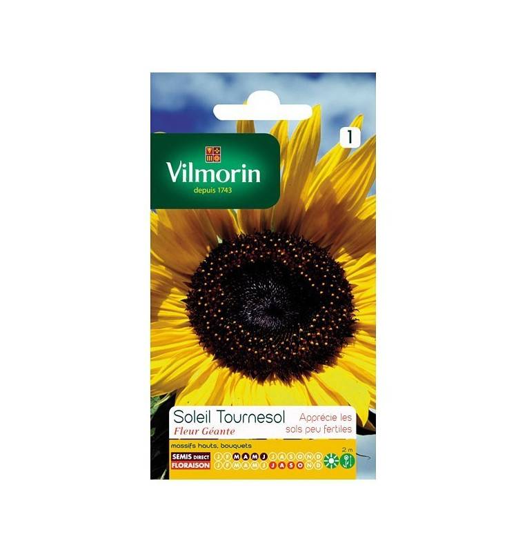 Fiche produit Soleil tournesol fleur géante