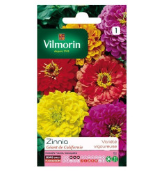 Fiche produit Zinnia Géant de Californie