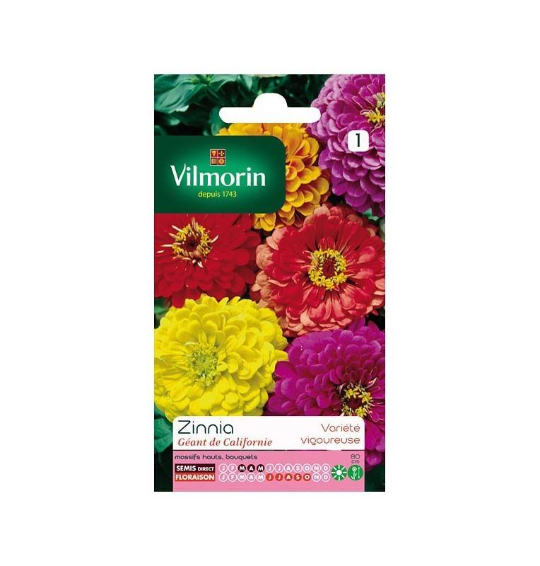 Fiche produit Zinnia Géant de Californie