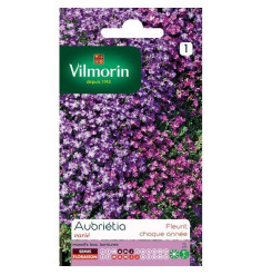 Fiche produit Aubrietia varié