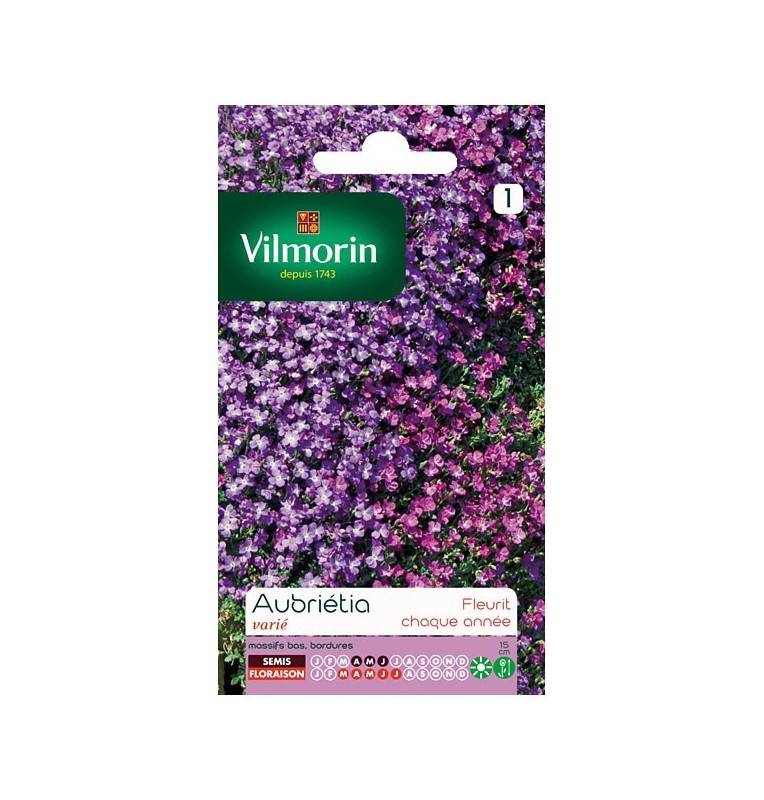 Fiche produit Aubrietia varié