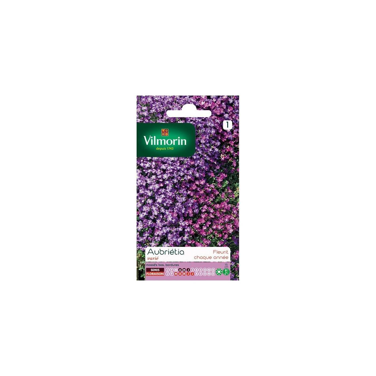 Fiche produit Aubrietia varié