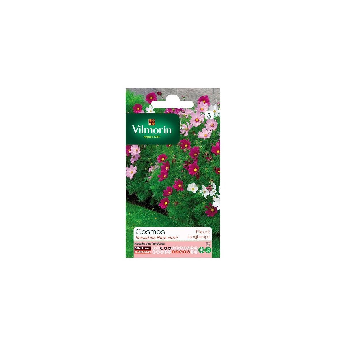 Product sheet Cosmos dwarf sensation