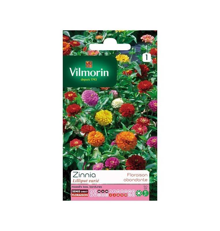 Fiche produit Zinnia Lilliput varié