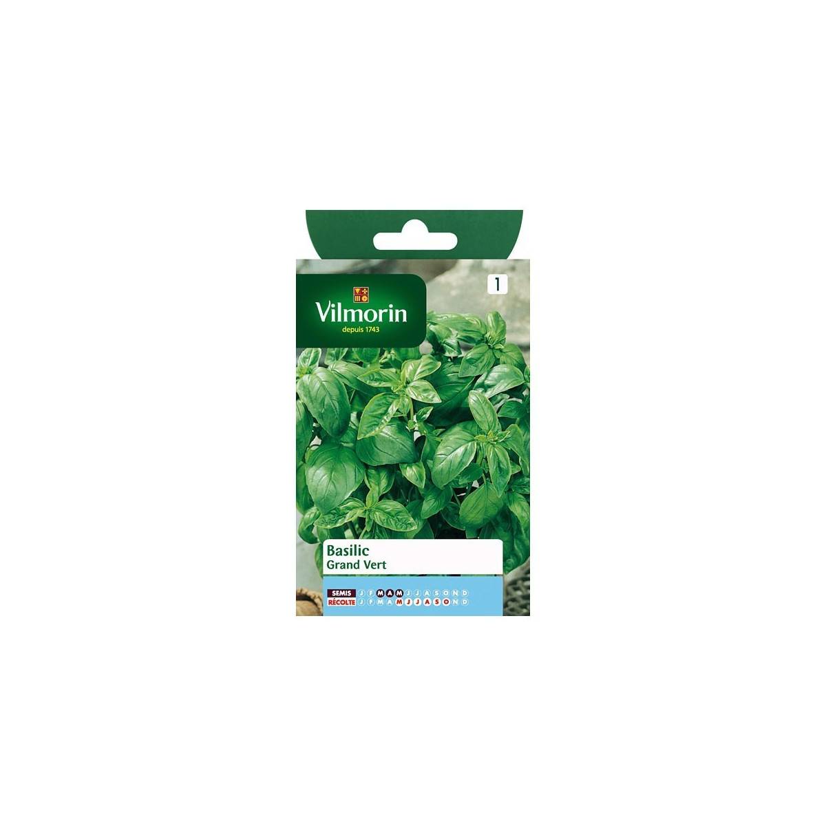 Fiche produit Basilic Grand vert