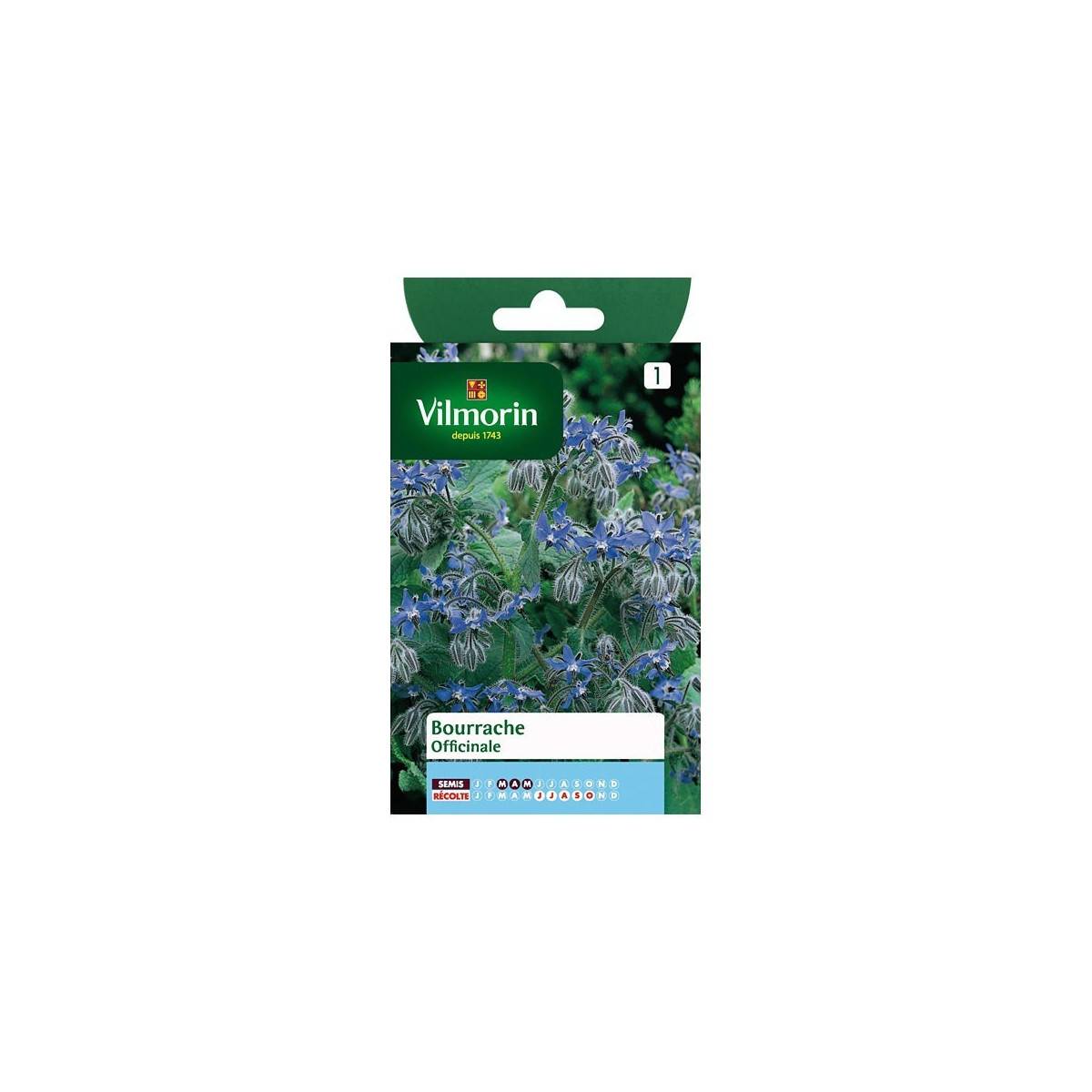 Product sheet Borage Officinale