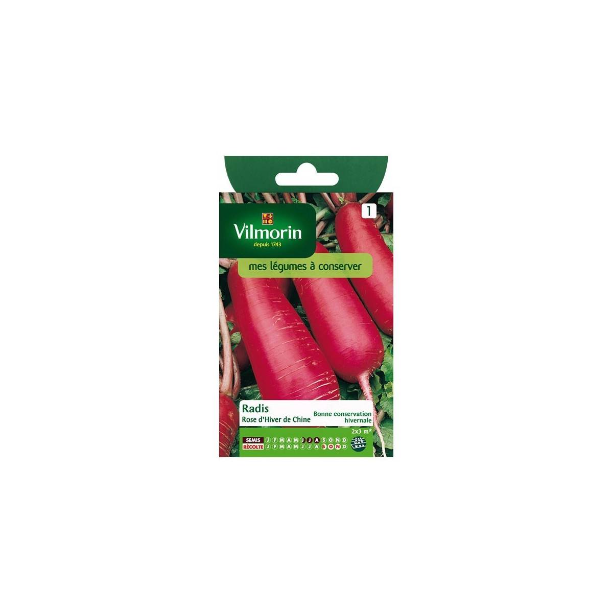 Product sheet Pink winter radish from China