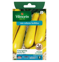 Fiche produit Courgette Orelia HF1