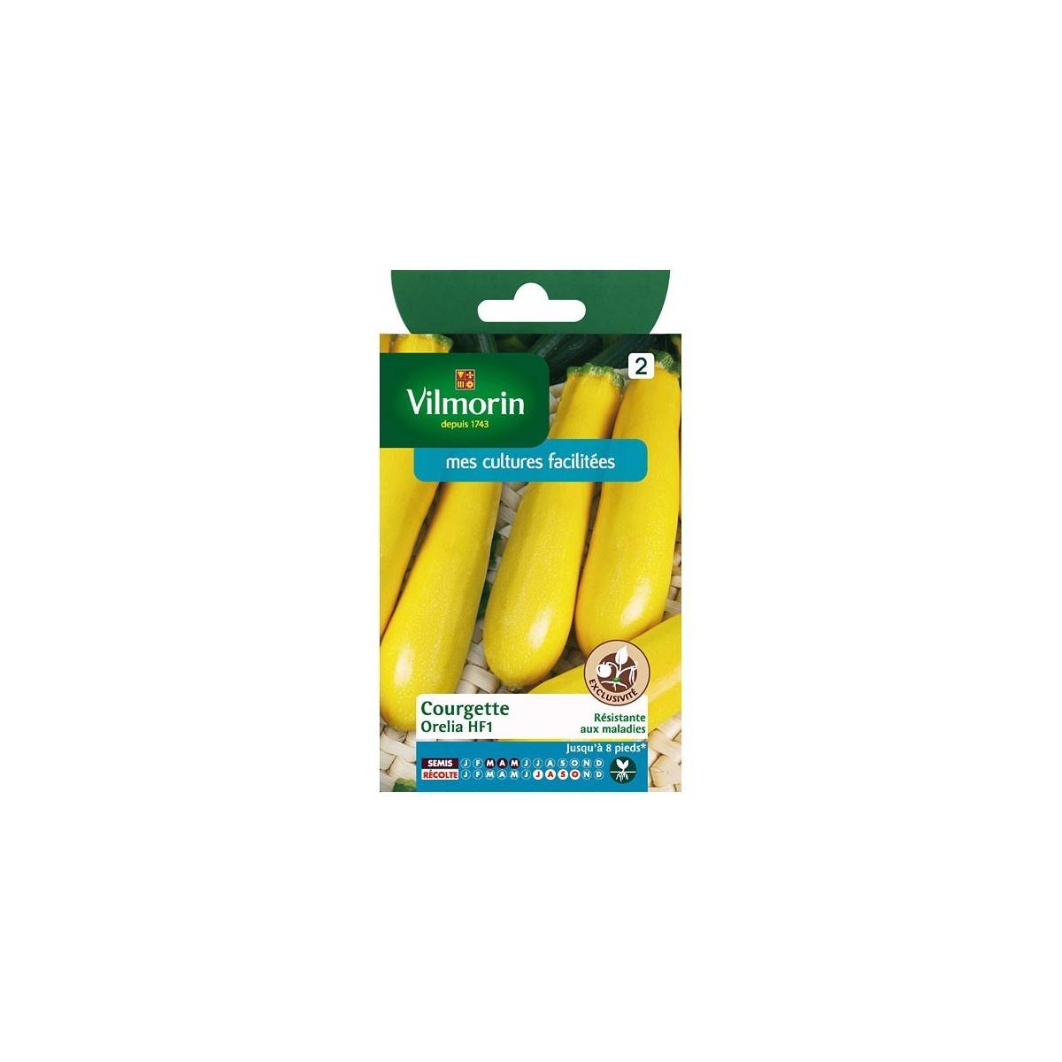 Fiche produit Courgette Orelia HF1