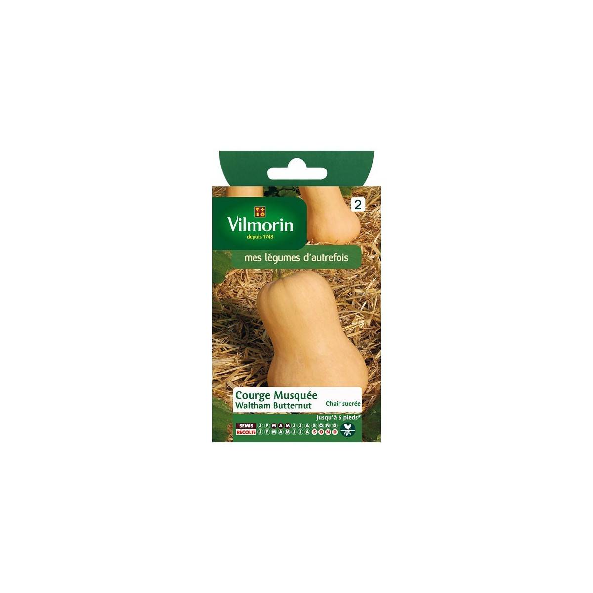 Fiche produit Courge Musquée Waltham Butternut