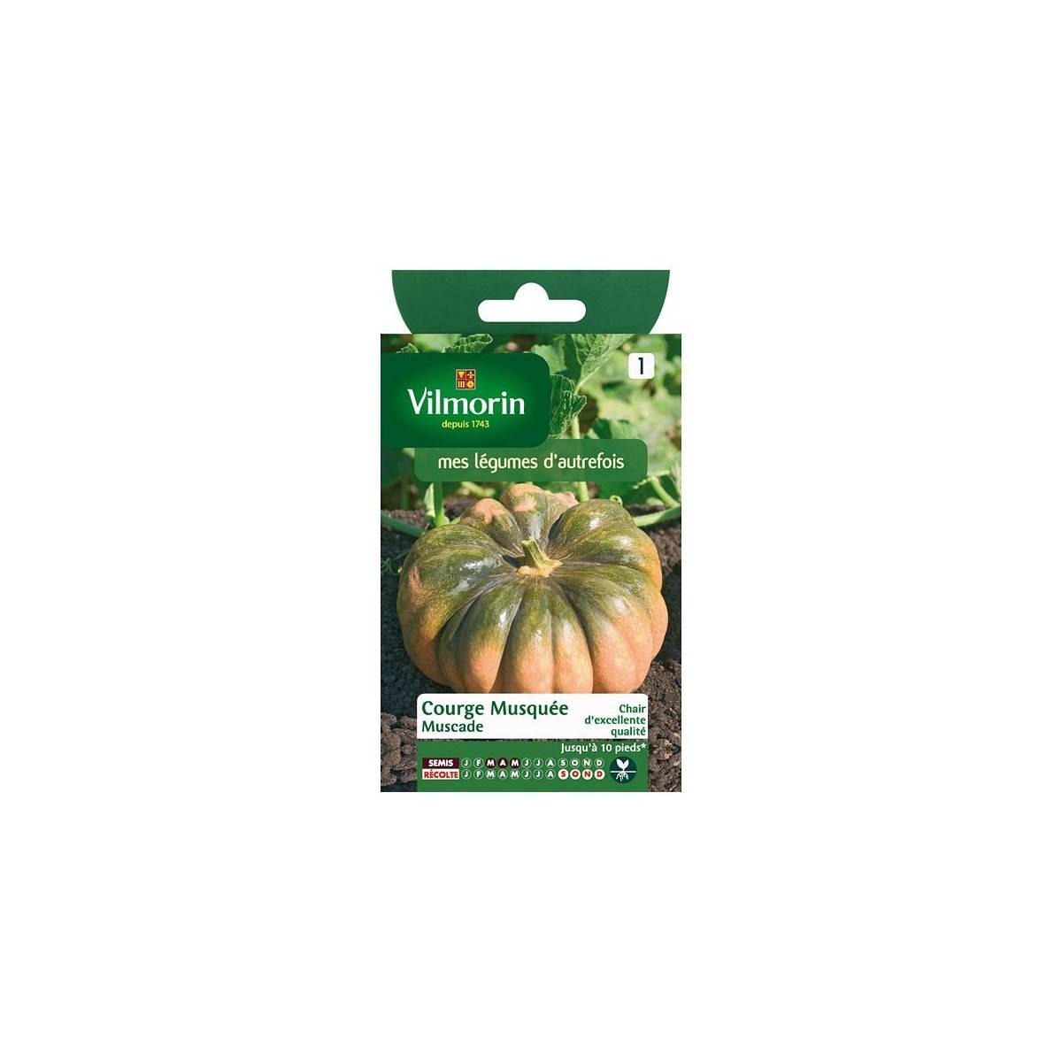 Fiche produit Courge Musquée Muscade