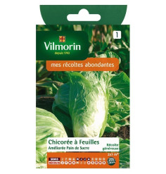 Fiche produit Chicorée à feuilles Améliorée pain de sucre