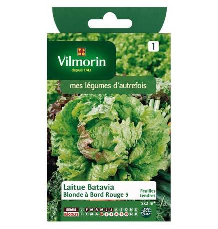 Product sheet Lettuce Batavia Blonde with red edge 5