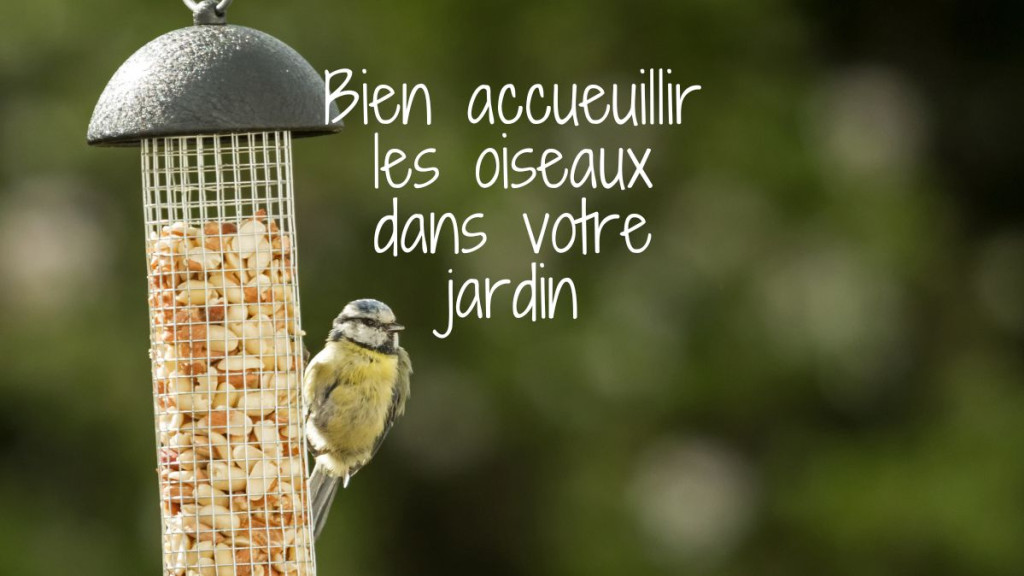 Welcoming birds into your garden: good practices to follow