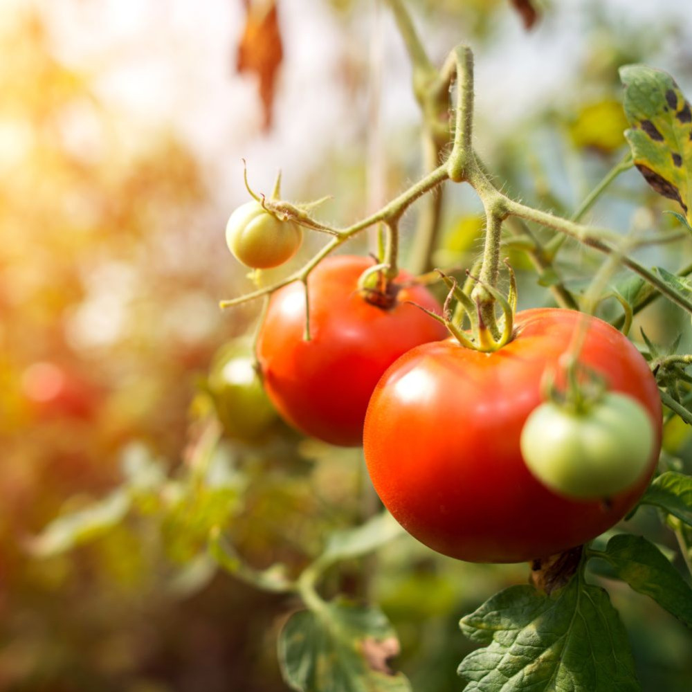 Tomato cultivation: Tips, techniques, Varieties