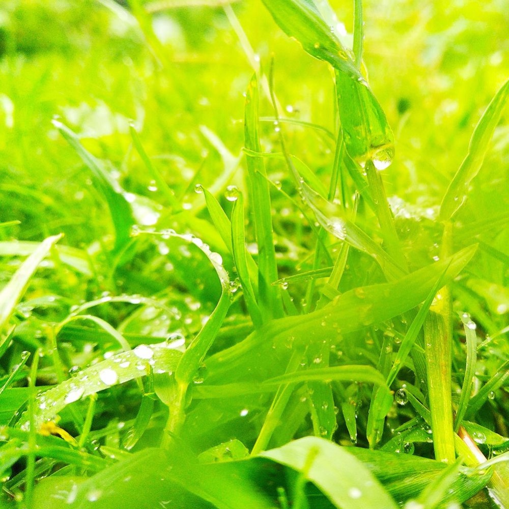 Choose the type of grass according to your needs - article 3/3