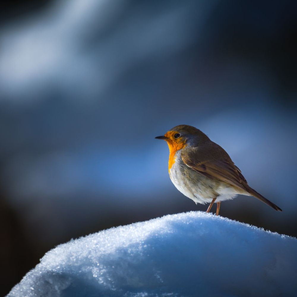 Attracting robins to your garden: eco-friendly benefits and tips