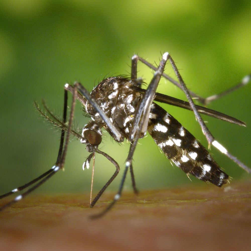 Optimization of Mosquito Trap Placement with Biogents