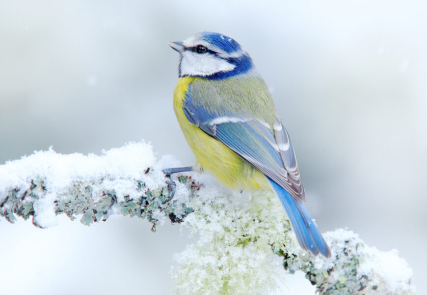 Das Luftballett: Sonnenblumenkerne und der Tanz der Gartenvögel
