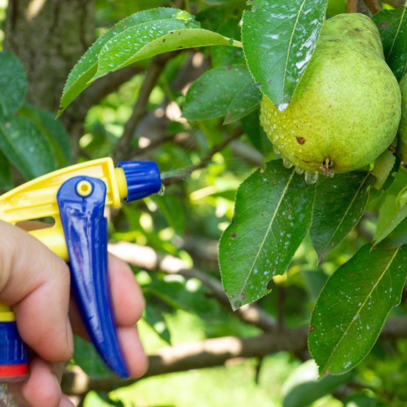 La Bouillie Bordelaise: Entre Tradition et Innovation pour un Jardinage Écorespo